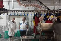 بازدید مستمر کارشناسان شبکه دامپزشکی مشهد از کشتارگاه های طیور شهرستان